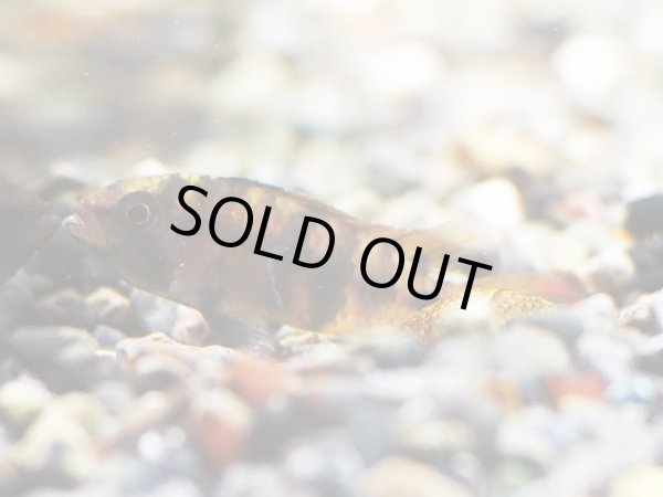 画像2: アピストグラマ インカII 1ペア EUブリード (2)