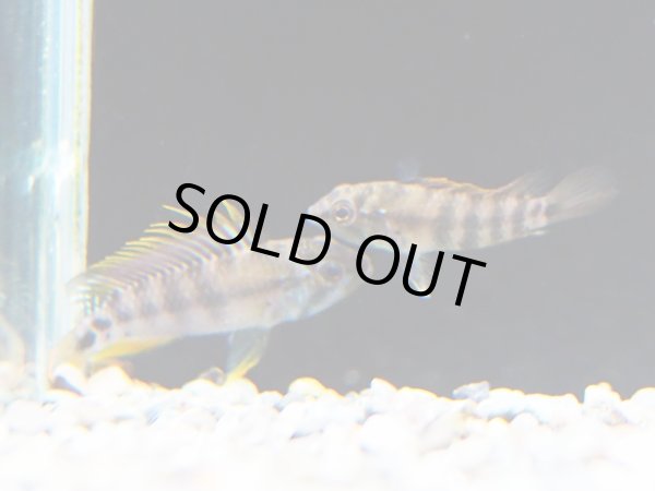 画像2: アピストグラマ バエンスヒ 1ペア EUブリード (2)