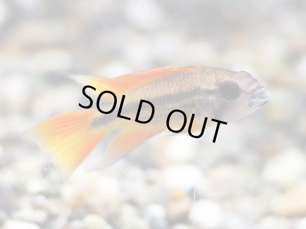 画像1: アピストグラマ カカトイデス オレンジ 1ペア EUブリード (1)