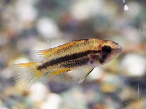 画像5: アピストグラマ カカトイデス オレンジ 1ペア EUブリード★ (5)