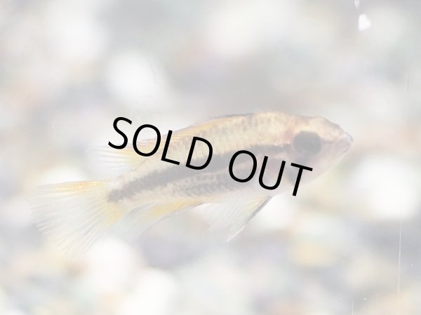 画像5: アピストグラマ カカトイデス オレンジ 1ペア EUブリード (5)