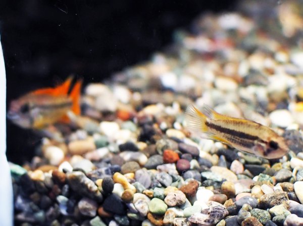 画像3: アピストグラマ カカトイデス オレンジ 1ペア EUブリード★ (3)