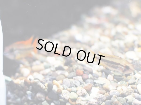 画像3: アピストグラマ カカトイデス オレンジ 1ペア EUブリード (3)