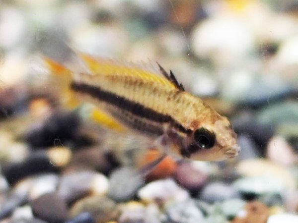 画像4: アピストグラマ カカトイデス オレンジ 1ペア EUブリード★ (4)