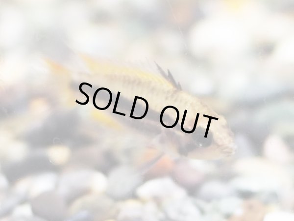 画像4: アピストグラマ カカトイデス オレンジ 1ペア EUブリード (4)