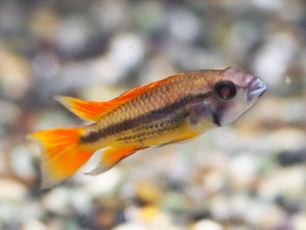 画像2: アピストグラマ カカトイデス オレンジ 1ペア EUブリード★ (2)