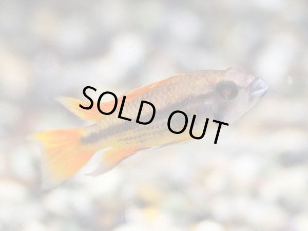 画像2: アピストグラマ カカトイデス オレンジ 1ペア EUブリード (2)