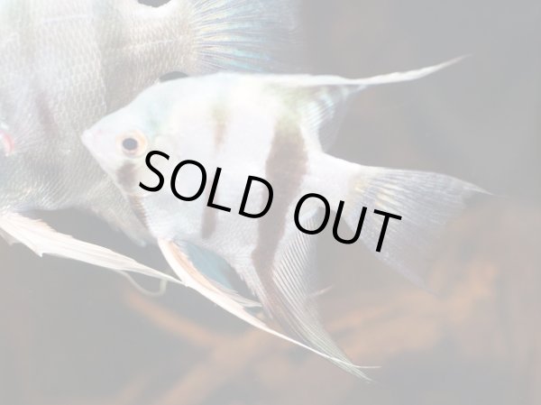 画像2: アバターブルーエンゼルフィッシュ(6cm±) (2)