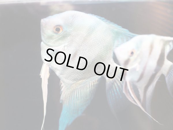 画像2: アバターブルーエンゼルフィッシュ(7cm±) (2)