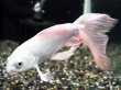 画像1: 鯉ヒレ長プラチナ(20cm±) (1)