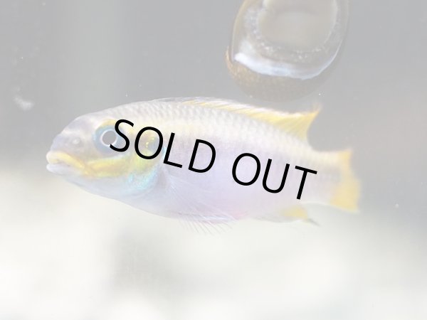 画像2: ペルヴィカクロミス クリベンシス ニエテ 1ペア EUブリード (2)