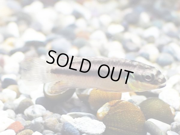 画像3: ペルヴィカクロミス クリベンシス ニエテ 1ペア EUブリード (3)