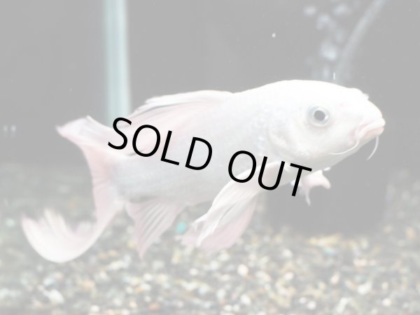 画像2: 鯉ヒレ長プラチナ(20cm±) (2)