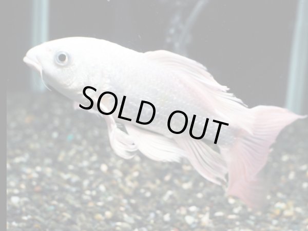 画像3: 鯉ヒレ長プラチナ(20cm±) (3)