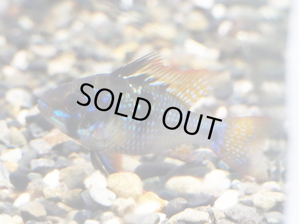 画像2: ブリリアントダークナイト ラミレジィ 1ペア 上物 (2)