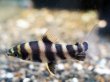 画像1: バンデットレポリヌス(5cm±)WILDペルー★ (1)