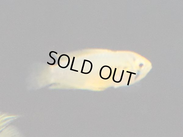 画像2: アピストグラマ ボレリー 1ペア (2)