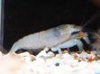 画像1: アフリカンロックシュリンプ(5cm±)WILDナイジェリア (1)