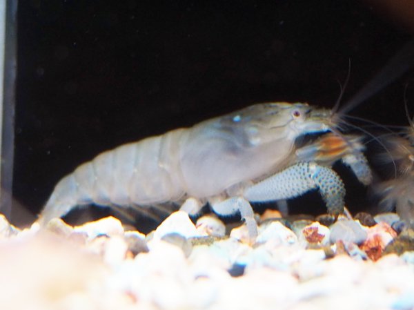 画像1: アフリカンロックシュリンプ(5cm±)WILDナイジェリア (1)