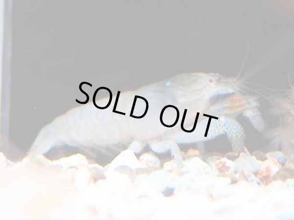 画像1: アフリカンロックシュリンプ(5cm±)WILDナイジェリア (1)