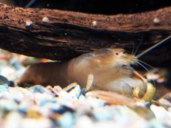 画像2: アフリカンロックシュリンプ(5cm±)WILDナイジェリア★ (2)