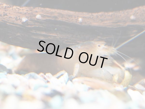 画像2: アフリカンロックシュリンプ(5cm±)WILDナイジェリア (2)