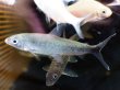 画像2: アルゴネクテス ロンギセプス(10cm±)WILD★ (2)