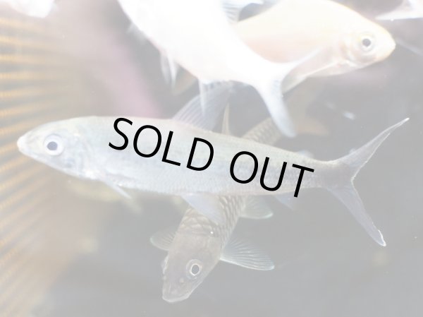 画像2: アルゴネクテス ロンギセプス(10cm±)WILD (2)