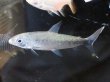 画像1: アルゴネクテス ロンギセプス(10cm±)WILD★ (1)