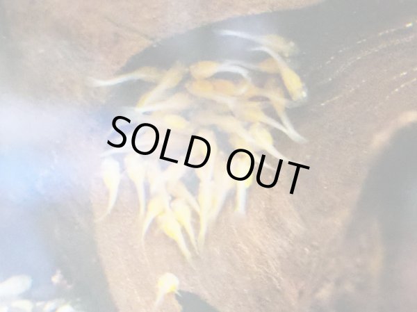 画像4: アルビノブッシープレコ(7cm±)1ペア★ (4)