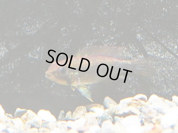 画像3: アピストグラマ ウィルヘルミ 1ペア EUブリード★ (3)