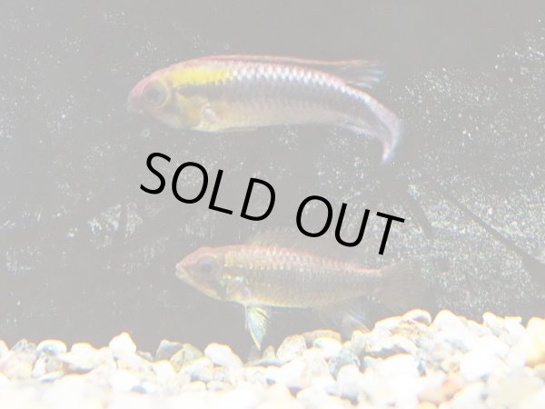 画像2: アピストグラマ ウィルヘルミ 1ペア EUブリード★ (2)