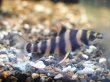 画像2: バンデットレポリヌス(5cm±)WILDペルー★ (2)