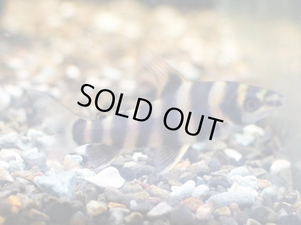 画像2: バンデットレポリヌス(5cm±)WILDペルー★ (2)