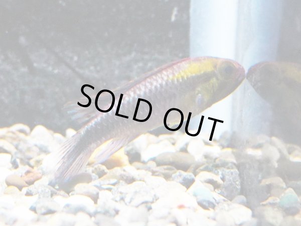 画像1: アピストグラマ ウィルヘルミ 1ペア EUブリード★ (1)