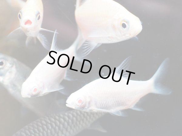 画像2: プラチナレッドフィンバルブ(6cm±) (2)