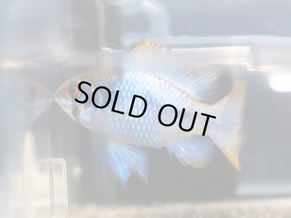 画像3: ダークブルーラミレジィ 1ペア 上物 (3)