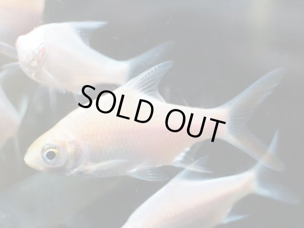 画像2: ゴールデンレッドフィンバルブ(7cm±) (2)