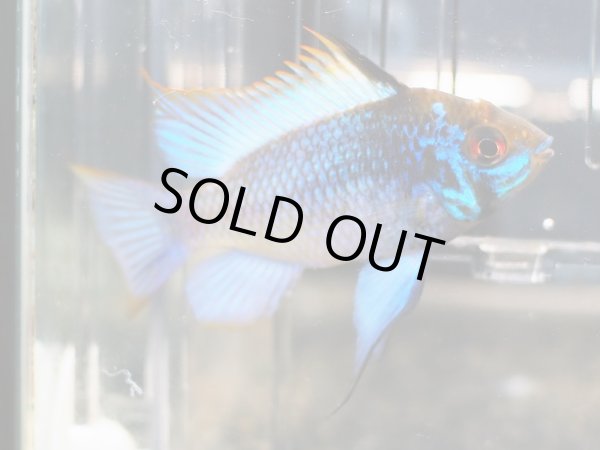 画像2: ダークブルーラミレジィ 1ペア 上物 (2)