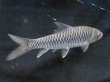 画像2: ゴールデンマハシール(9cm±)WILD★ (2)