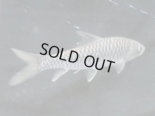 画像2: ゴールデンマハシール(9cm±)WILD (2)