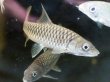 画像1: ゴールデンマハシール(9cm±)WILD★ (1)