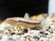 画像1: オレンジフィンキリーホーリー(6cm±)WILD (1)