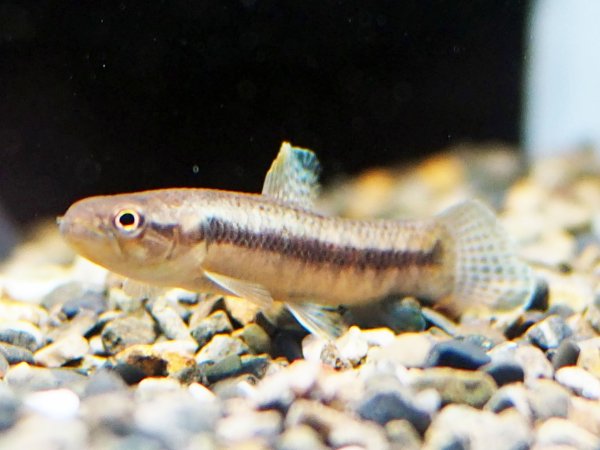 画像1: オレンジフィンキリーホーリー(6cm±)WILD (1)