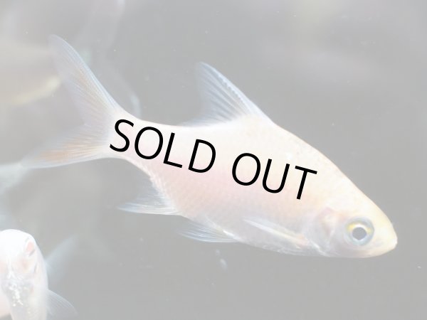 画像1: ゴールデンレッドフィンバルブ(7cm±) (1)