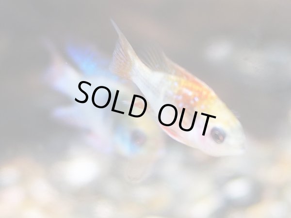 画像3: アレックスラミレジィ 1ペア (3)