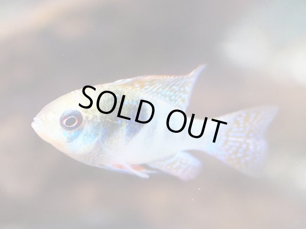 画像2: アレックスラミレジィ 1ペア (2)