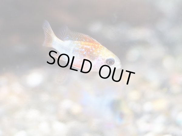 画像4: アレックスラミレジィ 1ペア (4)