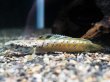 画像1: チャンナ オルナティピンニス(10cm±)上物 WILD (1)