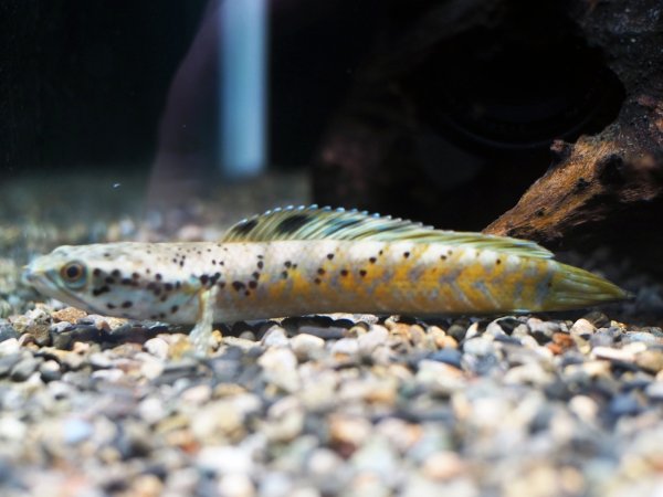 画像1: チャンナ オルナティピンニス(10cm±)上物 WILD (1)